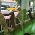 dog daycare