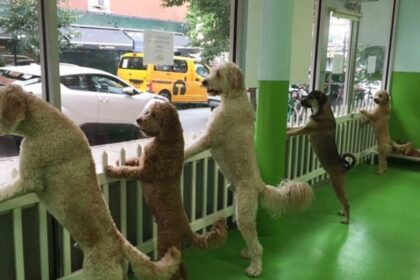 dog daycare