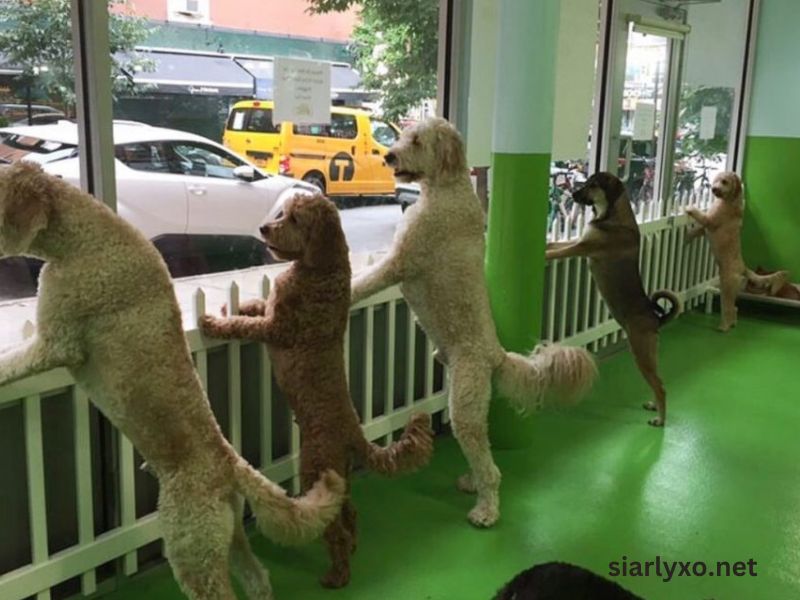 dog daycare